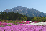 芝桜の丘